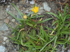 Raillardella scaposa