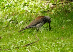 Turdus pilaris