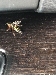 Myzinum quinquecinctum