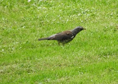 Turdus pilaris