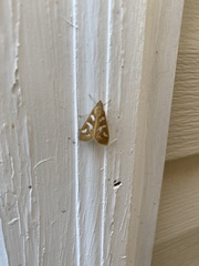 Diastictis