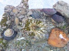 Anthopleura elegantissima