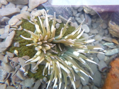 Anthopleura elegantissima