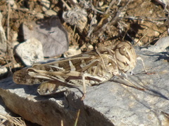 Oedaleus decorus