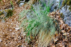 Festuca pallens