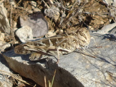 Oedaleus decorus