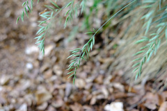 Festuca pallens