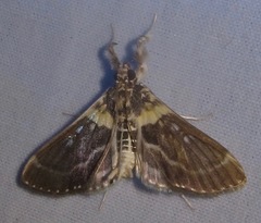 Apilocrocis