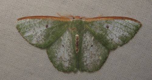 Oospila nivetacta