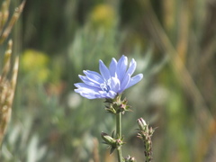 Cichorium intybus
