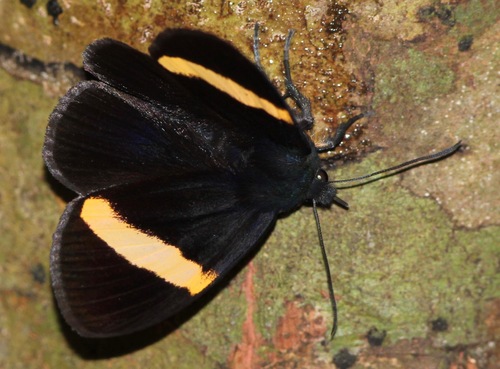 Getta unicolor