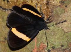 Getta unicolor