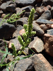 Rumex triangulivalvis