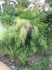 Muhlenbergia dumosa