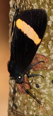 Getta unicolor
