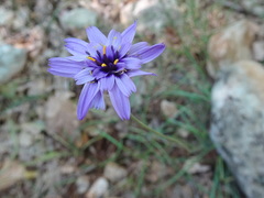 Catananche caerulea
