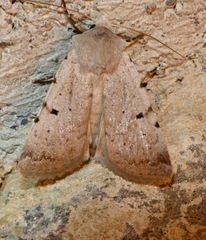 Chersotis margaritacea