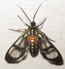 Poecilosoma eone