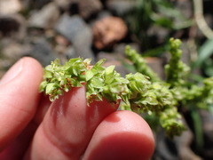 Rumex triangulivalvis