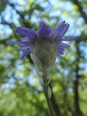 Catananche caerulea