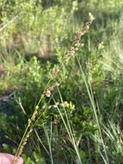 Anthenantia rufa