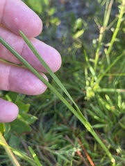 Anthenantia rufa