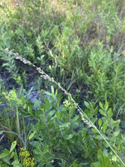 Anthenantia rufa