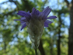 Catananche caerulea