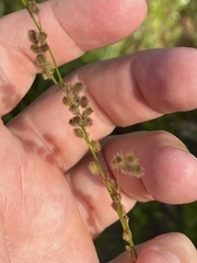 Anthenantia rufa