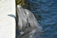 Tursiops truncatus ponticus