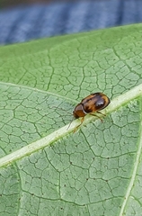 Cryptocephalus pusillus