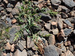 Rumex triangulivalvis