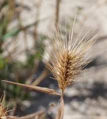 Hordeum geniculatum