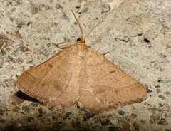 Isturgia murinaria