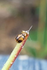 Cryptocephalus pusillus