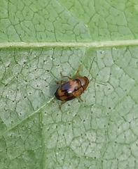 Cryptocephalus pusillus