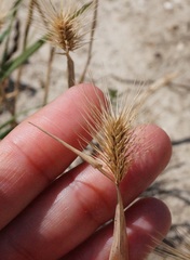 Hordeum geniculatum