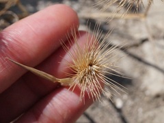 Hordeum geniculatum