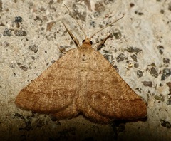 Isturgia murinaria