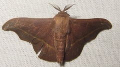 Ulaluma valva