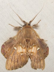 Sosxetra grata