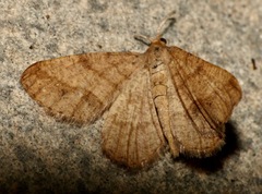 Isturgia murinaria