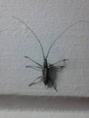 Neoptychodes trilineatus