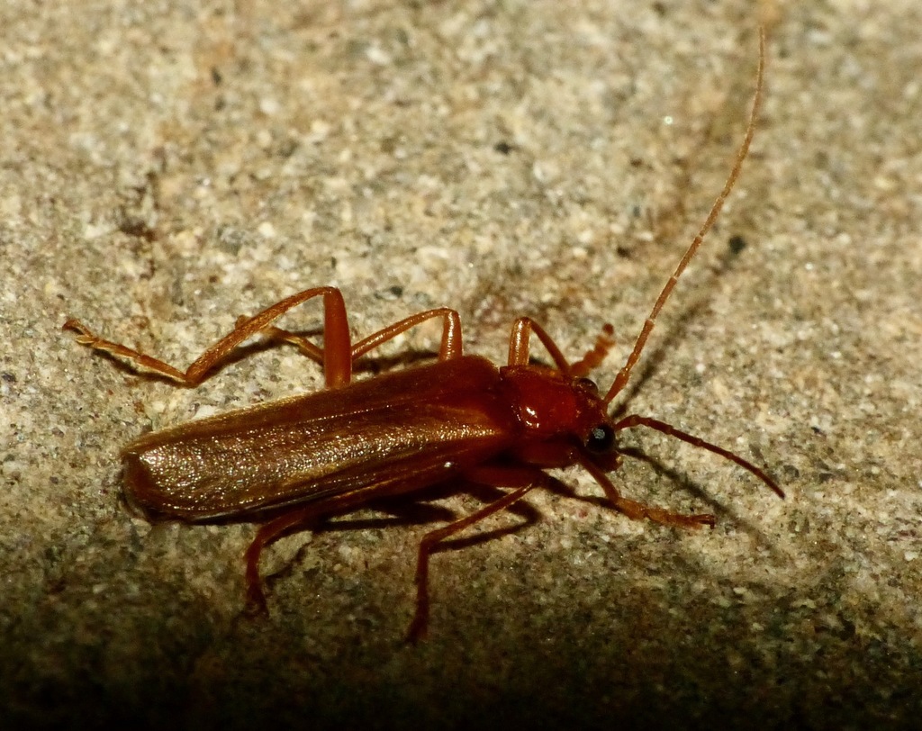 Armidia gracilis