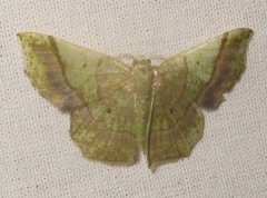 Neagathia corruptata