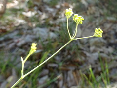 Bupleurum rigidum