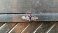 Azochis rufidiscalis