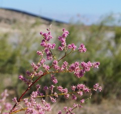 Tamarix gracilis