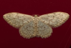 Idaea alyssumata