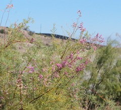 Tamarix gracilis